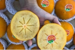 Hồng giòn socola Trung Quốc giá rẻ chưa từng có