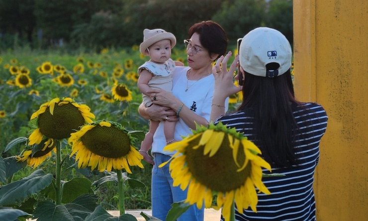 Bà Park cùng cháu nội và con dâu tham quan và chụp ảnh lưu niệm ở đồi hướng dương. Ảnh gia đình cung cấp