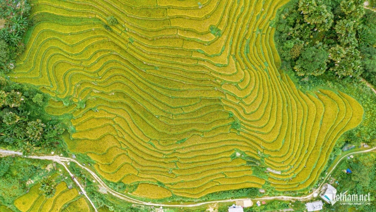 Những thửa ruộng bậc thang trải dài trên các triền núi Khuổi My vào mùa lúa chín, tạo nên sắc vàng đặc trưng của vùng cao Tây Côn Lĩnh.