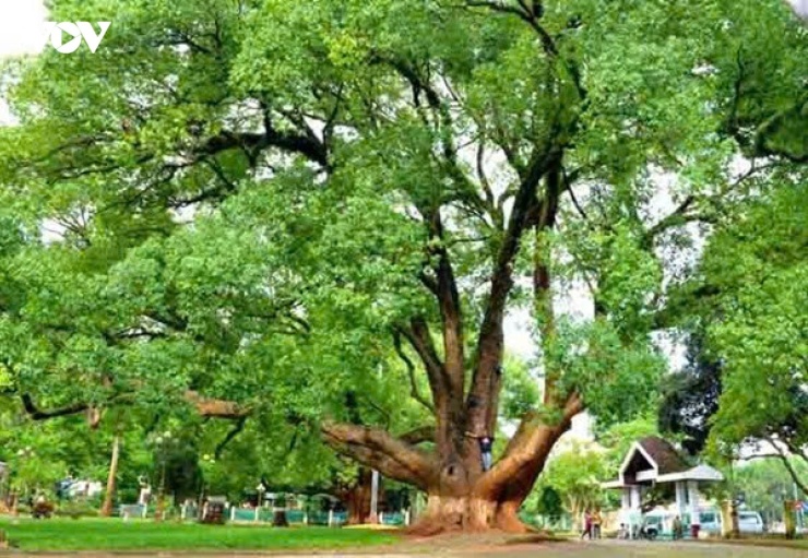 Là những cây trồng đô thị lâu đời nhất ở Buôn Ma Thuột, cặp long não cổ thụ trong khuôn viên Bảo tàng Đắk Lắk từng gây ấn tượng bởi vẻ đẹp xanh tươi, hùng vĩ. Tuy nhiên, di sản xanh đặc biệt này đang đứng trước nguy cơ biến mất khi một cây đã chết, bị chặt hạ từ năm 2018 và cây còn lại đang chết mòn.