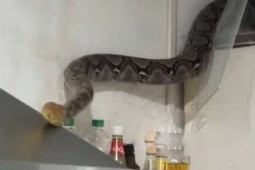 Vào bếp nấu ăn cho con, người mẹ hoảng hốt chạm trán trăn "khủng" dài gần 4m, nặng 25kg