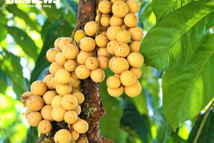 Đặc sản tiến vua vào mùa thu hoạch, nông dân xứ Tiên bỏ túi bạc triệu