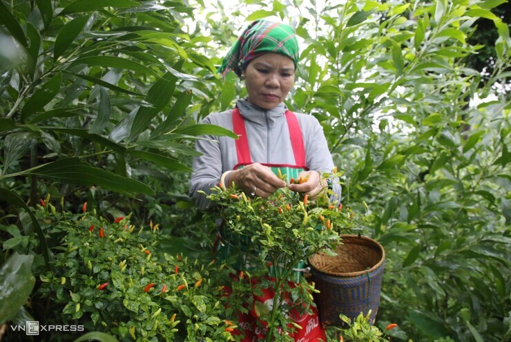 Vào rừng hái ớt hiểm