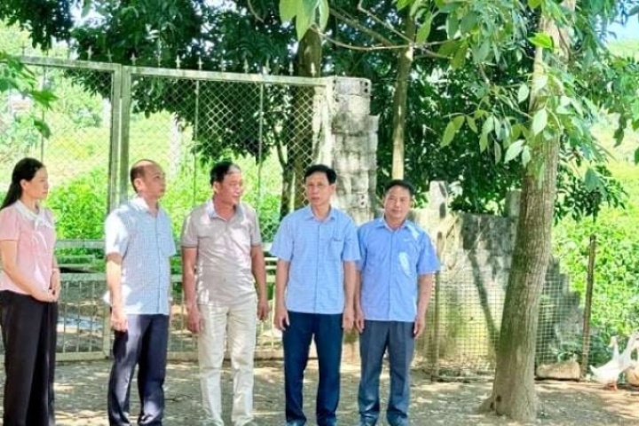 Một nông dân Thanh Hóa nuôi 2.500 con vịt siêu trứng dưới tán cao su, thu bao nhiêu triệu đồng/ngày?