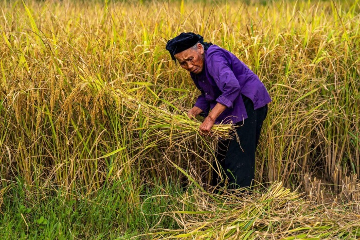 Những cụ già người Tày trên thửa ruộng vào buổi sáng 5/10. Những nếp nhà của người Tày nép dưới chân núi, hướng ra dòng sông và những cánh đồng lúa. Du khách có thể ghé thăm nhà dân, tìm hiểu đời sống và phong tục địa phương trong hành trình khám phá Cao Bằng.