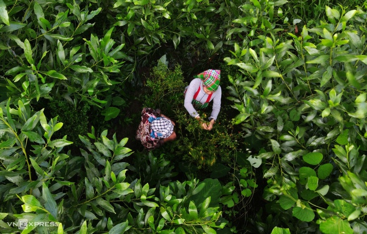 Ớt mọc nhiều trong những rừng keo chưa đầy hai năm tuổi, khi tán cây còn thưa và ánh sáng lọt xuống mặt đất. Keo lớn dần, rừng rợp bóng thì ớt thưa hơn. Để hái những quả chín dưới tán keo, bà Bình phải len qua đám cây bụi mọc chằng chịt.