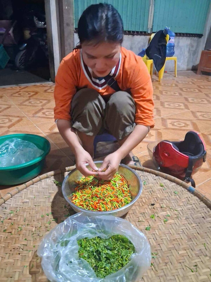 Với những gia đình có nương rộng, việc hái ớt bán trở thành khoản thu nhập thêm từ sản vật tự nhiên của rừng. Ớt sau khi thu hái được nhặt bỏ lá, loại bớt quả đỏ.
