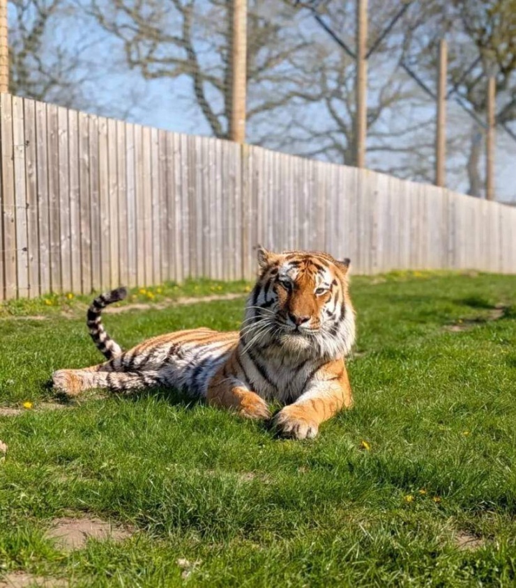 Con hổ trong vụ tấn công chết người ở Công viên hoang dã Yorkshire hôm 10/10. Ảnh: yorkshirewildlifepark/Instagram