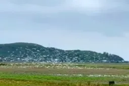 Cò trắng kéo về từng đàn trên cánh đồng Nghệ An
