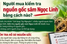 Người mua kiểm tra nguồn gốc sâm Ngọc Linh bằng cách nào?