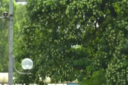 'Ác mộng' hoa sữa với người dân Hà Nội