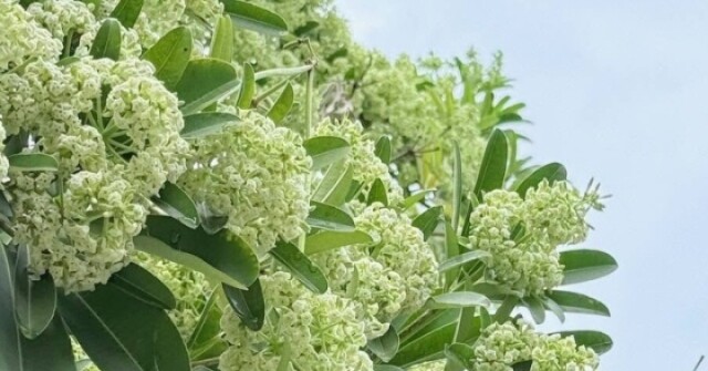 Hoa sữa gây dị ứng, khó thở: Nhóm người nào cần tránh xa?