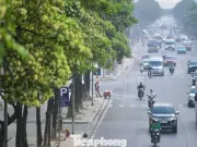 Hàng nghìn cây hoa sữa nở dày đặc trên các tuyến phố phía Tây Hà Nội