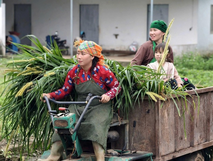 Người dân đi lấy cỏ về chăm sóc bò H’Mông. Ảnh: HTX Cát Lý