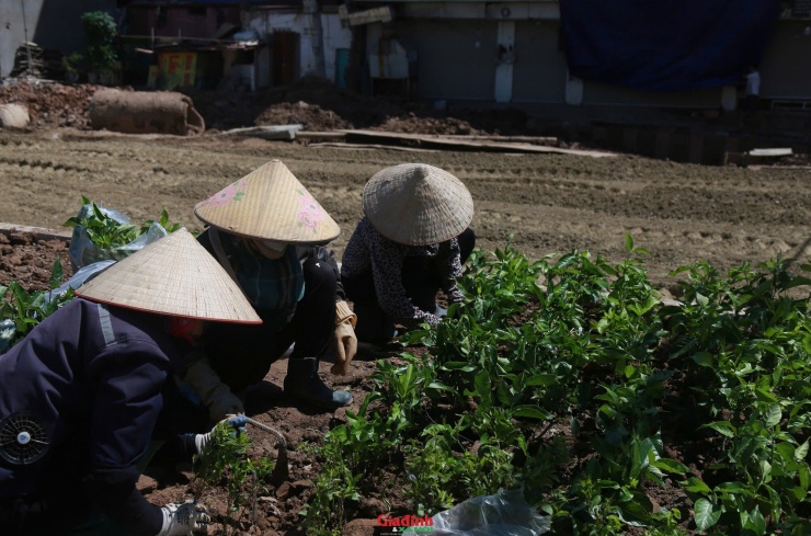 Nhiều nhóm công nhân được chia ca làm việc khẩn trương để kịp tiến độ bàn giao mặt bằng.