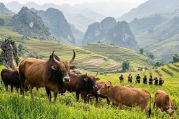 Bỏ phố về bản nâng tầm bò H’Mông