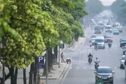 Hàng nghìn cây hoa sữa nở dày đặc trên các tuyến phố phía Tây Hà Nội