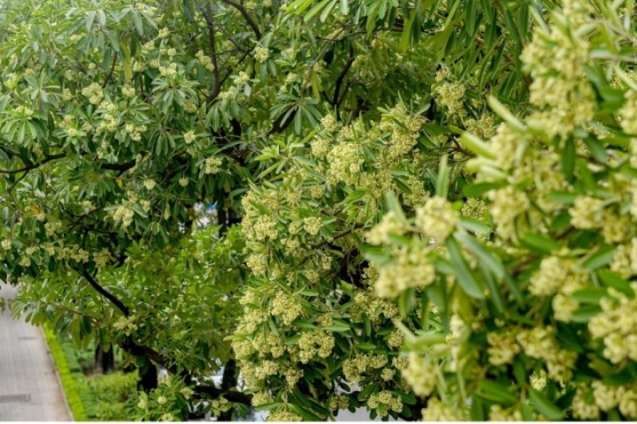 Người dân kêu khổ vì hoa sữa, Hà Nội tính phương án thay thế