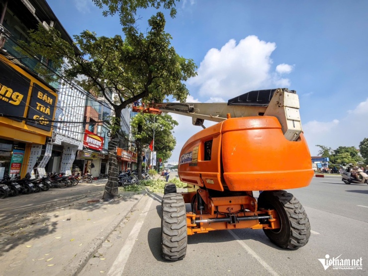 Hà Nội đang dùng xe chuyên dụng cắt tỉa hoa sữa - 1