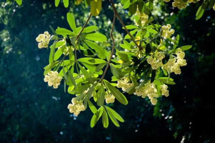 Ngay khi câu chuyện hoa sữa gây tranh cãi, các từ khóa “Hoa sữa”, “Hoa sữa Hồng Đăng” đều có lượng tìm kiếm tăng đột biến trên Google Trends.