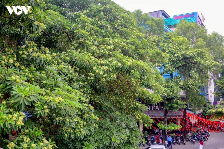 Từ lâu, hoa sữa đã trở thành nét đặc trưng của Hà Nội, gợi lên nhiều cảm xúc và ký ức trong lòng người dân mỗi độ thu về.