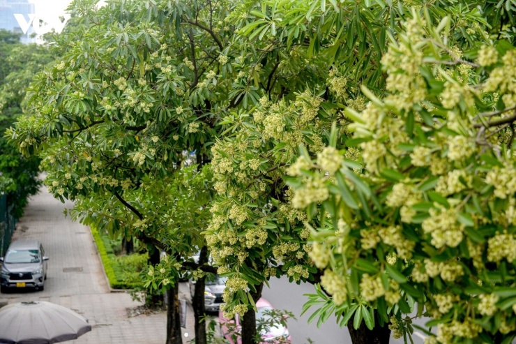 Những chùm hoa trắng muốt, li ti cùng hương thơm đặc trưng đã đi vào thi ca, khơi gợi những cảm xúc sâu lắng trong lòng nhiều người.