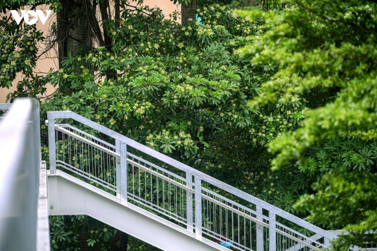 Tuy nhiên, bên cạnh vẻ đẹp đặc trưng, hương hoa sữa nồng nàn lại trở thành nỗi ám ảnh của nhiều người dân sống gần những hàng cây này.