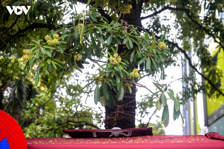 Mỗi khi vào mùa nở rộ, hương hoa sữa theo gió lan vào nhà, khiến không ít cư dân, đặc biệt là những gia đình sống ở tầng thấp, có cửa sổ hướng ra hàng cây, cảm thấy khó chịu, thậm chí nhức đầu. Để tránh mùi hương nồng nặc, nhiều người phải tìm cách “ứng phó” mỗi khi hoa sữa vào mùa.