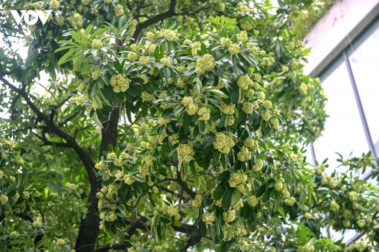 Gia đình chị Bùi Thanh Ngà (phố Thiền Quang) sống cạnh một cây hoa sữa cổ thụ. Mỗi khi đến mùa hoa nở, mùi hương nồng nặc khiến nhiều thành viên trong gia đình cảm thấy mệt mỏi, nhức đầu, thậm chí dị ứng. Để tránh mùi hoa sữa, con trai chị phải vào TP.HCM “lánh” mùi suốt khoảng 3-4 tháng mỗi năm.