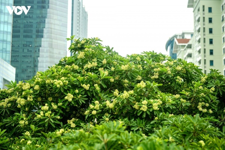 Mới đây, Văn phòng UBND TP Hà Nội vừa ban hành Công văn 21383, giao Sở Xây dựng rà soát, điều chỉnh mật độ cây hoa sữa trên các tuyến phố, khu dân cư nhằm cải thiện môi trường sống, bảo vệ sức khỏe người dân.