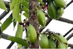 Loại quả chua lè lưỡi làm mứt đặc sản có giá 160.000 đồng/kg