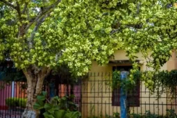 Ngửi mùi hoa sữa nồng nặc, có người đau đầu, buồn nôn: Bác sĩ tiết lộ điều ít người biết