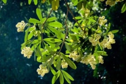 Tác giả tình khúc nổi tiếng về hoa sữa Hà Nội chưa từng ngửi hoa