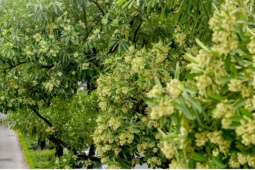Người dân kêu khổ vì hoa sữa, Hà Nội tính phương án thay thế
