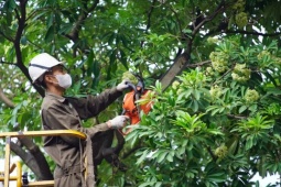 Hà Nội sẽ thay thế hoa sữa phố Nguyễn Du bằng cây sao đen