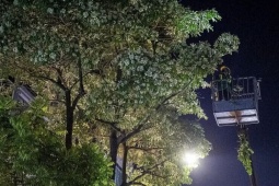 Công nhân cắt tỉa hoa sữa xuyên đêm