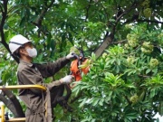 Hà Nội sẽ thay thế hoa sữa phố Nguyễn Du bằng cây sao đen