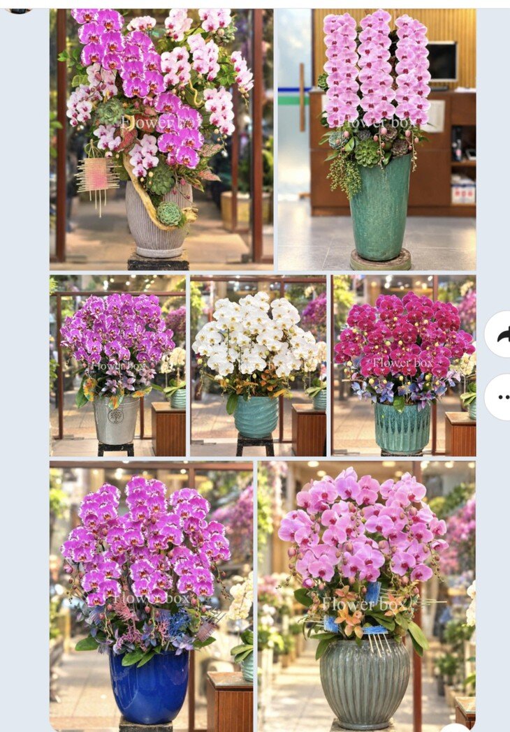 Những chậu lan được người bán giới thiệu có giá 5 triệu đồng/chậu. Ảnh chụp màn hình. 