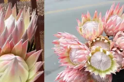 Thị trường hoa 20/10: 2,5 triệu cho bó hoa vừa một vòng ôm, nhiều loại hoa độc lạ