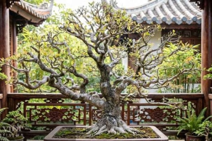 3 cây cảnh bonsai may mắn, trồng trong nhà giữ gìn vượng khí, trấn an long mạch, không để tài lộc trôi đi