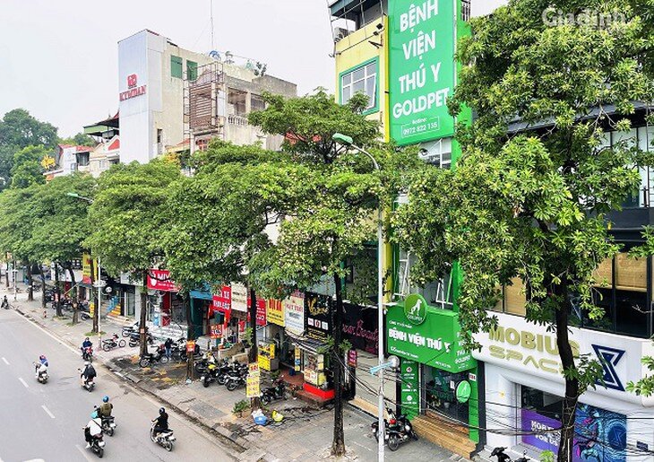 Cây hoa sữa được trồng nhiều tại các tuyến phố trung tâm Hà Nội. Ảnh SKĐS.