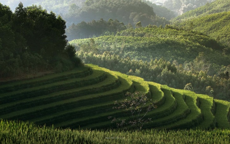 Ruộng bậc thang đẹp mắt tại Bình Liêu