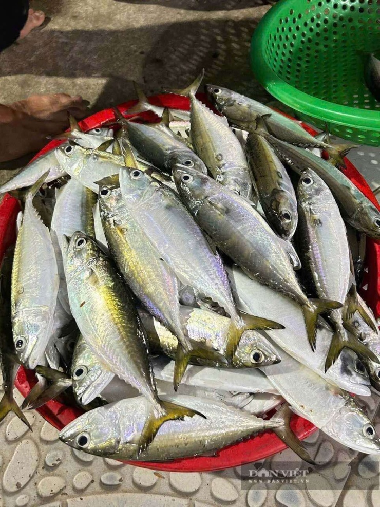 Cá bạc má sau khi đánh bắt được đưa lên bờ, nhanh chóng chuyển đến các điểm thu mua. Ảnh: Hồ Thỏa.