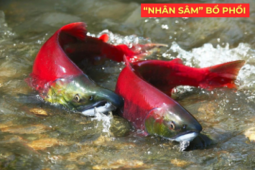 Tin tức sức khỏe - "Nhân sâm dưới nước" siêu đắt đỏ, được ví như “vàng lỏng” cho người đàm, ho, khó thở!