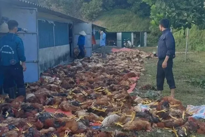 Chập điện, hơn 3.000 con gà chết ngạt