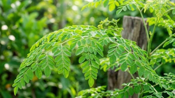 Chùm ngây từ lâu đã được ví như "cây độ sinh" hay "siêu thực phẩm" nhờ nguồn giá trị dinh dưỡng khổng lồ. (Ảnh: VTC News)