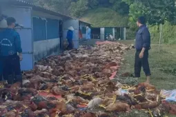 Chập điện, hơn 3.000 con gà chết ngạt