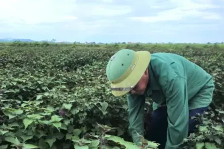 Tía tô có giá trị gì mà nông dân tính thu tiền tỷ?