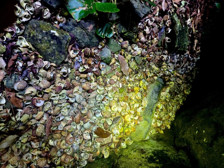 Bên trong hố sụt rộng hơn 2 ha ở Phong Nha - Kẻ Bàng - 7