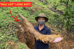 Tin tức sức khỏe - Việt Nam có một “báu vật dưới lòng đất” dài cả mét, tuy xấu xí nhưng siêu bổ dưỡng cho bàng quang!